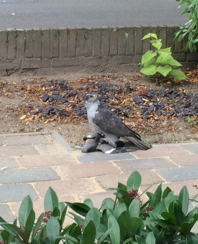 welke vogel is dit